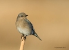 Mtn Bluebird_0259