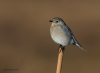 Mtn Bluebird_0263