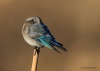 Mtn Bluebird_0291