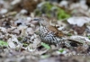 brown-thrasher-01