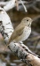 hermit-thrush-01