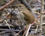 hermit-thrush-02