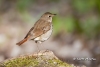 hermit-thrush-03