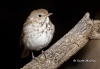 hermit-thrush-05