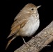 hermit-thrush-06