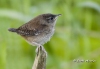 house-wren-01