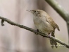 house-wren-02House, Wren