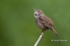 house-wren-03