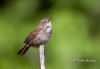 house-wren-04