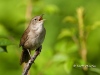 house-wren-05