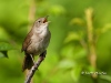 house-wren-05