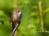 house-wren-06