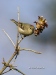 kinglet-02