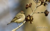 kinglet-03