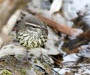 northern-waterthrush-01