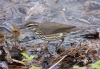 northern-waterthrush-02