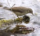 northern-waterthrush-03