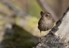 winter-wren-01