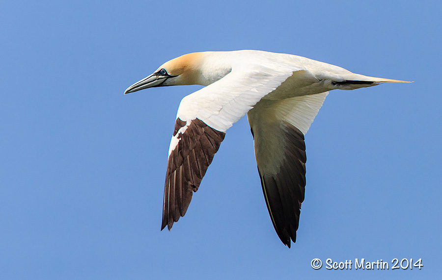 Northern Gannet; The Bird of Bonaventure Island