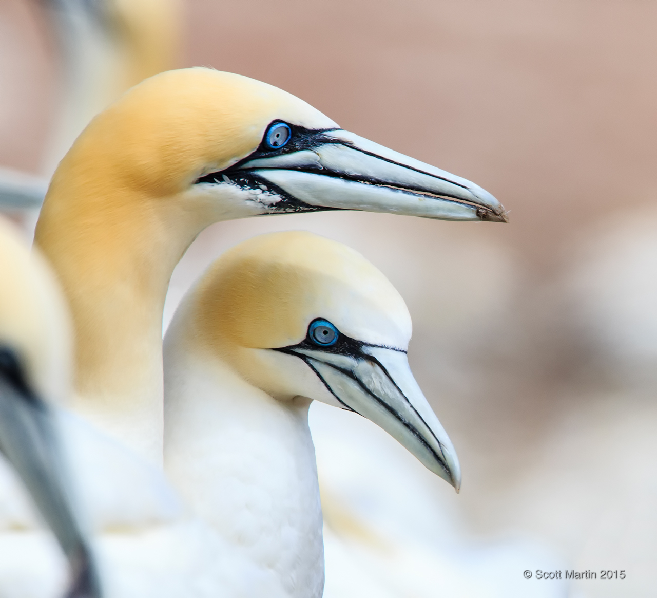 The Gannets of Bonaventure Island