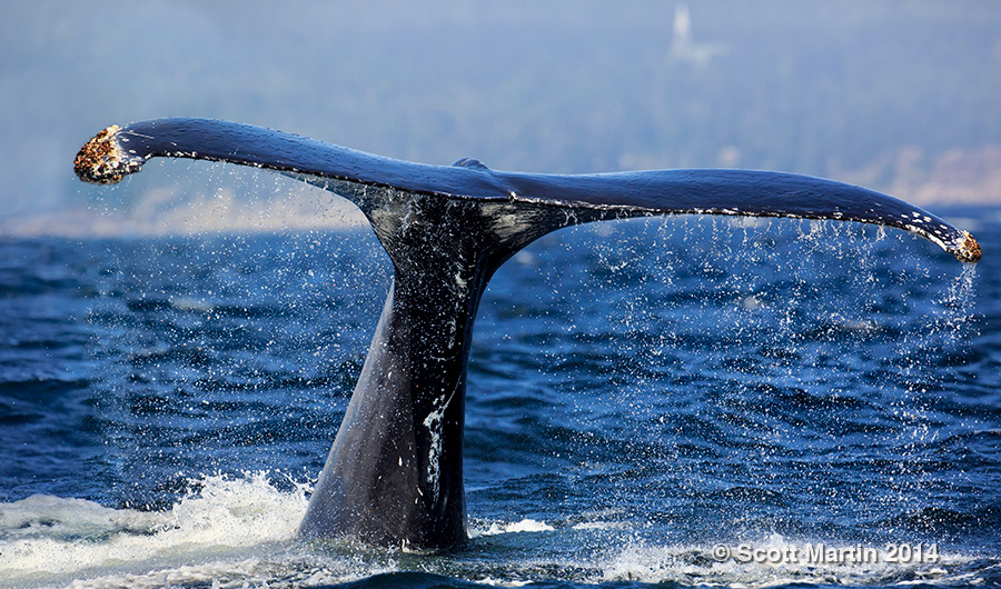 Humpback Whales, Forillon National Park, Gaspe Quebec